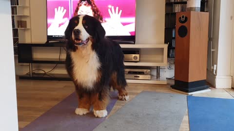 Bernese Mountain Dog watching Eurovision