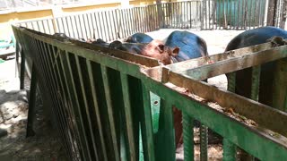 Hungry Family Hippo waits Visitors Raw Food