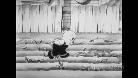 Porky's Garden (1937) - Public Domain Cartoons