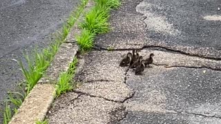 Orphaned Ducklings Helped Across Road