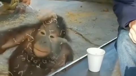 Monkey reacting on magical tricks | So cute 🐵