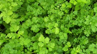 Fresh coriander plant in my garden.