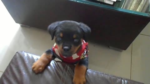 ROTTWEILLER CUTE PUPPY 😍