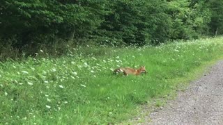 Young Red Fox Chasing Prey