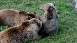 Twins Bear Suckled Their Mom Cubs