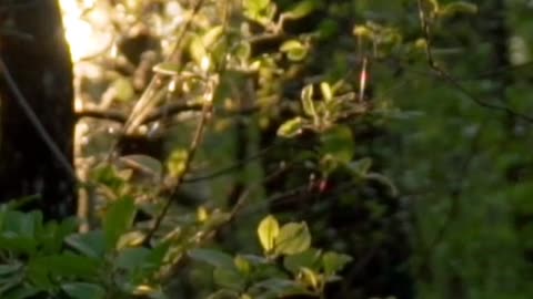 Abundant trees in a jungle