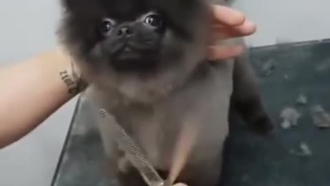 SUPER CUTE Dog dancing while getting a haircut