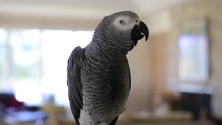 Super talented parrot shows off vast array of talking skills