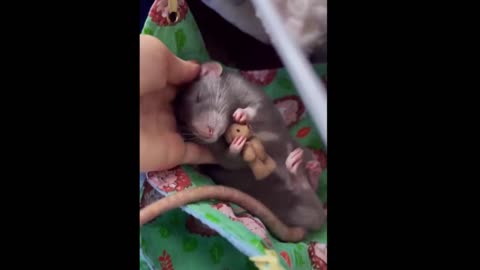 Lullaby for the mouse