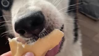 husky crazy about ice cream