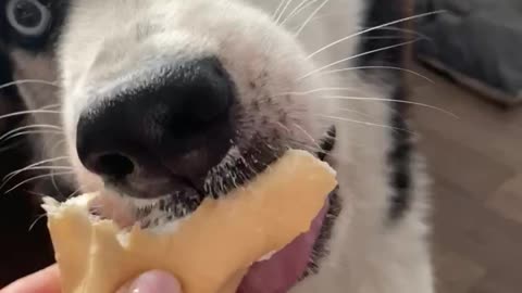 husky crazy about ice cream