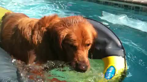 Shadow pulls himself up on to pool raft