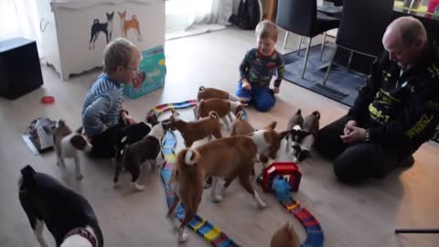 This Is What It Looks Like To Live With 16 Basenji Puppies