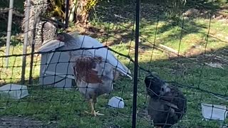 Cockatoo Tells Chickens to Scram