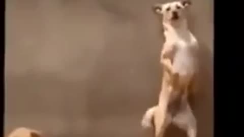 Brazilian dancing dog