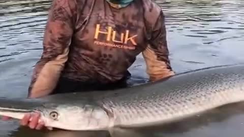 Viral Fish Fisching Amazing Fish