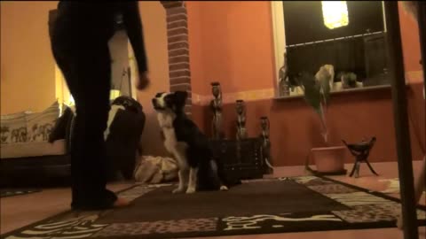 Training with 5 months old Border Collie