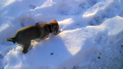 Puppy Plays In Snow