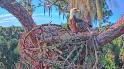 24 Hour Time Lapse of an American Bald Eagle Nest!