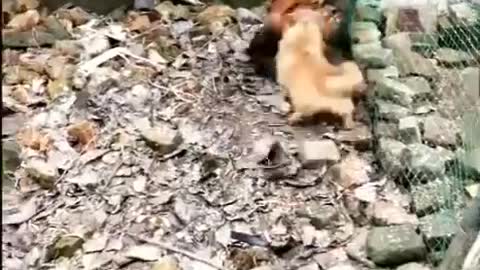 Cute Chicken VS Dog - Playful Video