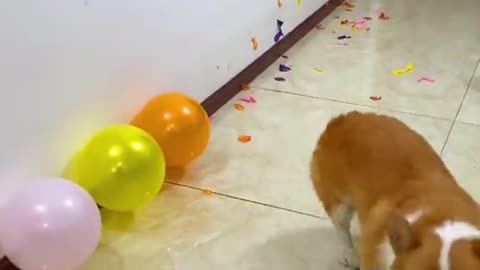 Cute puppy popped all the ballons