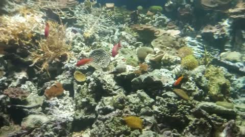 Panorama of the aquarium in the oceanarium.