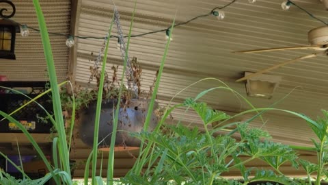 Carolina Wren parent, w/Hummingbird help, coaxing nestlings to fledge
