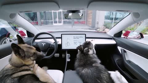 INTRODUCING DOG MODE IN TESLA