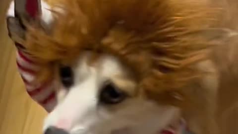 Corgi halloween #shorts #viral #halloween #rumble