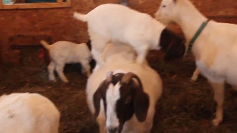 Feeding time for the goats