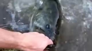 How to get easy fish