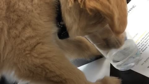 Drinking my Humans Water
