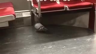 Pigeon walking around subway under seats