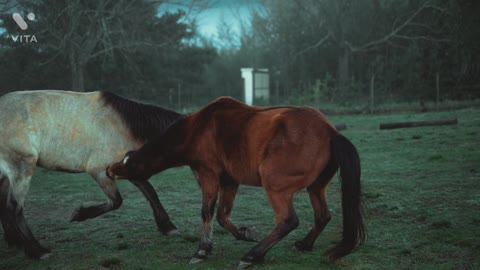 🐎Horses Soo cute