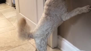 White dog chases sun spot on wall