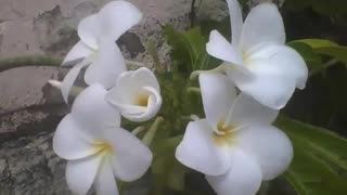 4 flores plumerias brancas abertas, está prestes a desabrochar lindamente [Nature & Animals]