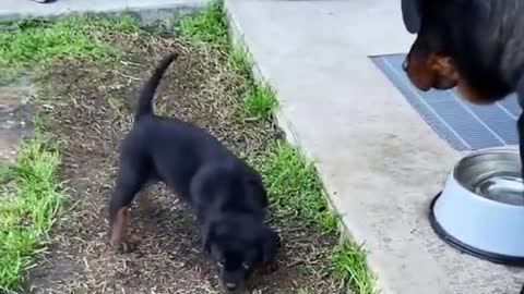 Rottweiler Mom And Son Argue with fun 🥰❤️