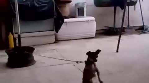 Is this Dog Dancing to the Music That is Playing?