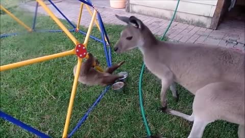 Baby sloth sound will SHOCK YOU!!!