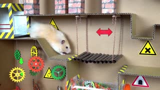 Hamster maniac