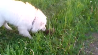 Dog vs hedgehog