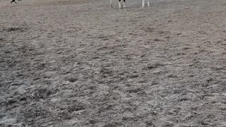 Horses Keep Dog on the Move
