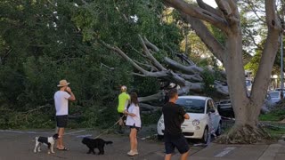Squish!!! Giant tree fells car (nobody hurt but pray for the mechanics)