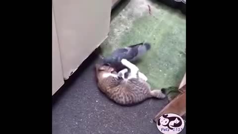 Unbelievable kitten And Pigeon Caught Playing Together