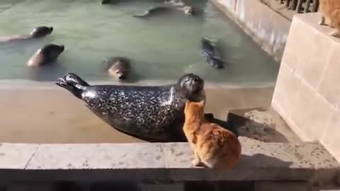 Cat slaps a seal must watch