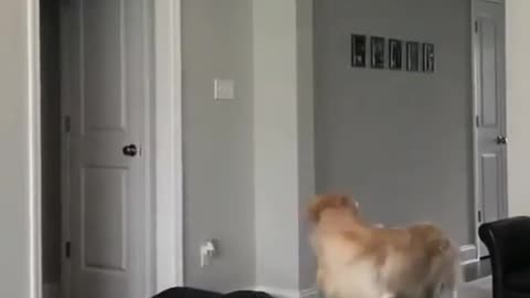 MAGIC TRICK - PRANK ON DOG 🤣🤣