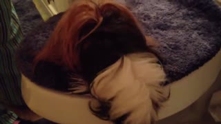 Gorgeous Guinea Pig Getting Groomed!