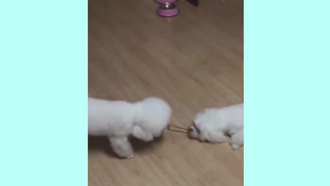 How puppy is try to drag lazy friend and see what happens in the end!!