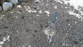 Friendly roadrunner