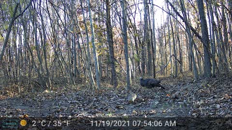 Friends Turkey and Squirrel Eating Together